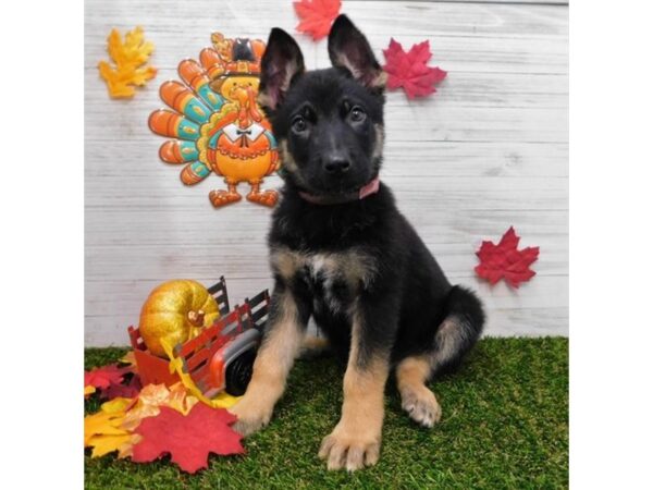 German Shepherd Dog DOG Male Black / Tan 7529 Petland Athens, OH