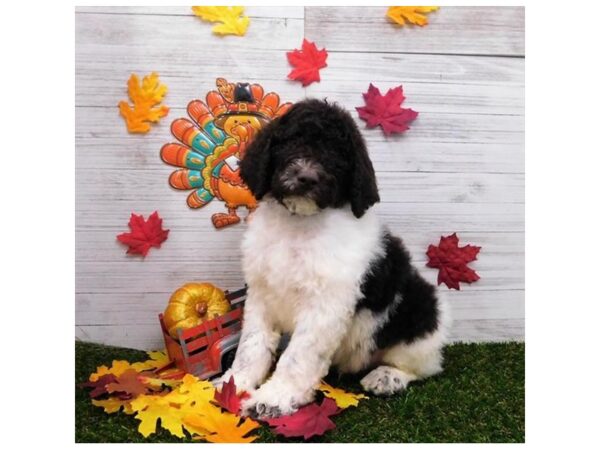 Poodle DOG Male Chocolate 7528 Petland Athens, OH