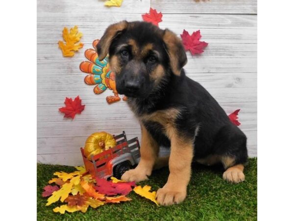 German Shepherd Dog DOG Female Black / Tan 7530 Petland Athens, OH