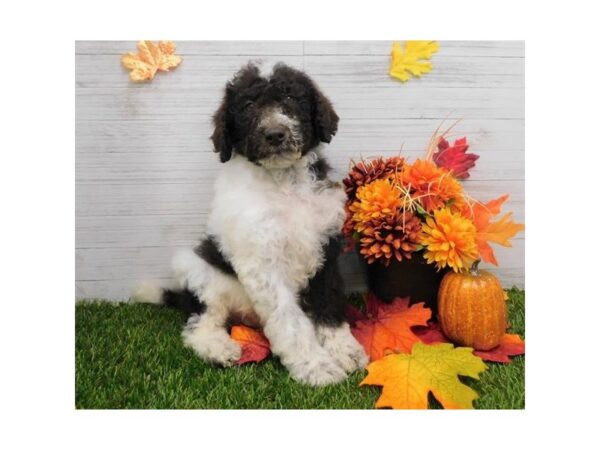 Standard Poodle DOG Male Chocolate / White 7560 Petland Athens, OH