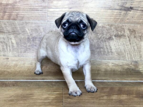 Pug DOG Female FAWN 7547 Petland Athens, OH