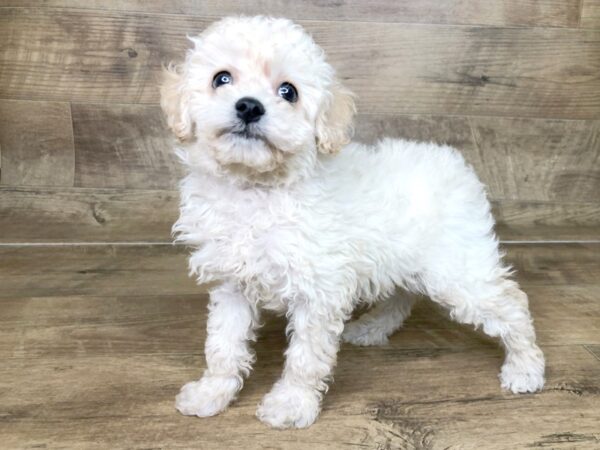 Miniature Poodle-DOG-Male-APRICOT-7546-Petland Athens, OH