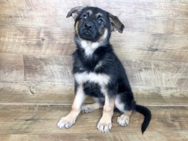 German Shepherd DOG Female Black Tan 7544 Petland Athens, OH