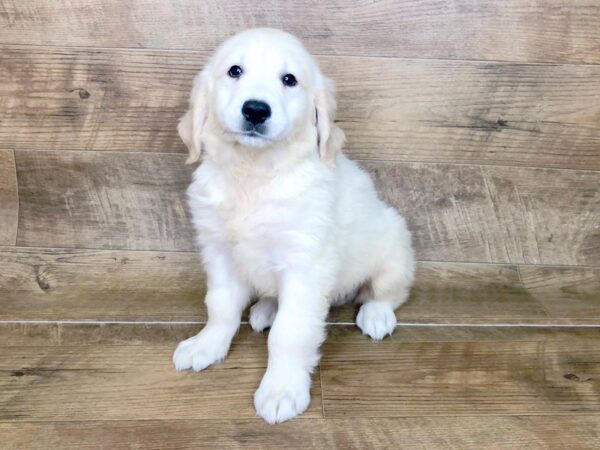 Golden Retriever-DOG-Male-Light Golden-7543-Petland Athens, OH