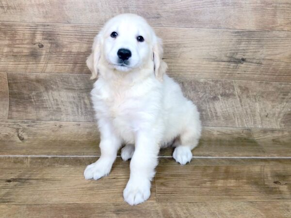 Golden Retriever DOG Male Light Golden 7543 Petland Athens, OH