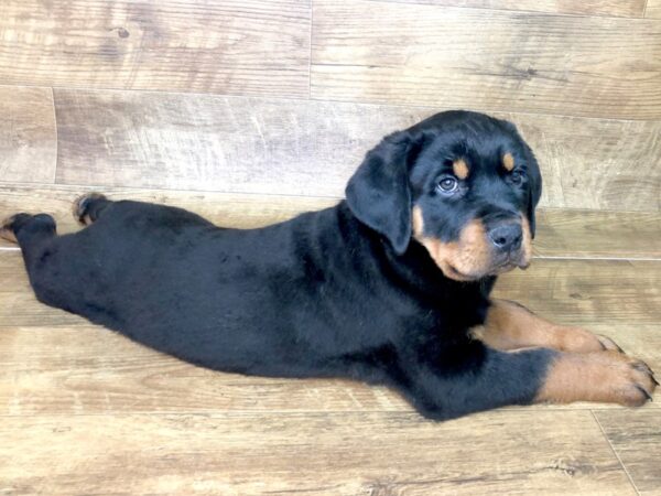 Rottweiler-DOG-Male-Black / Tan-7542-Petland Athens, OH