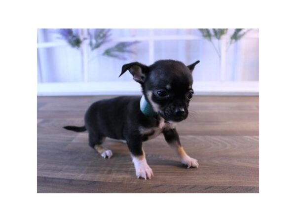 Chihuahua DOG Male Black White / Tan 7564 Petland Athens, OH