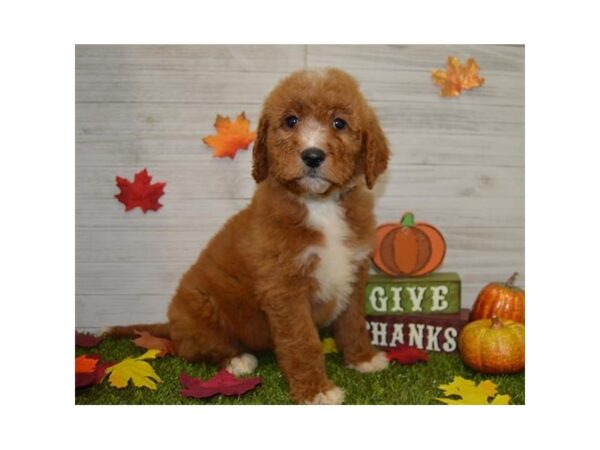 Goldendoodle-DOG-Female-Red-7562-Petland Athens, OH