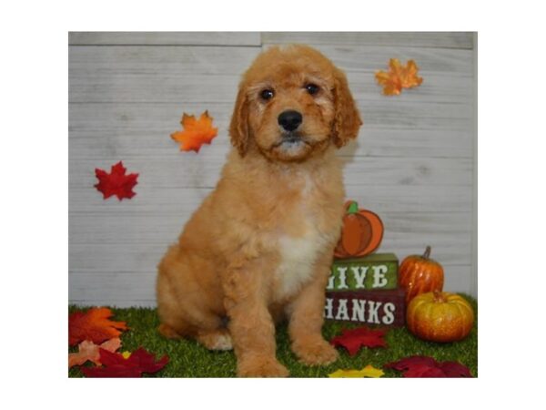 Goldendoodle-DOG-Male-Golden-7563-Petland Athens, OH