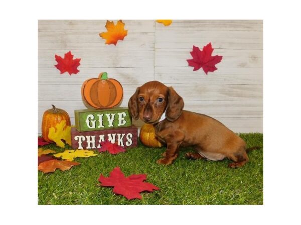 Dachshund-DOG-Male-Red-7559-Petland Athens, OH