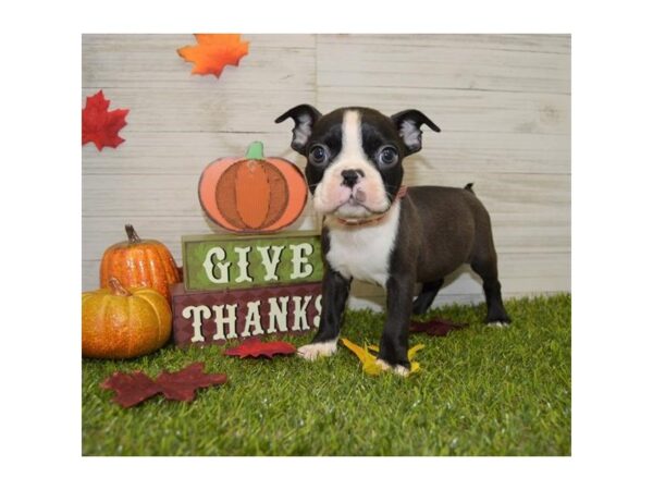 Boston Terrier-DOG-Male-Black / White-7558-Petland Athens, OH