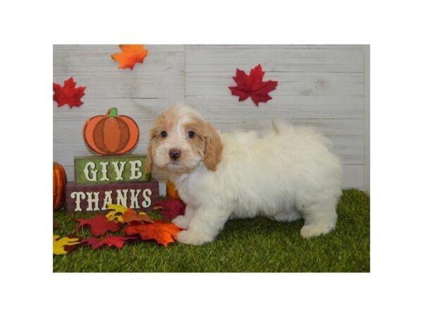 Havapoo DOG Male White 7561 Petland Athens, OH