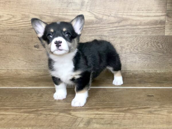 Pembroke Welsh Corgi-DOG-Female-BLK TRI-7555-Petland Athens, OH
