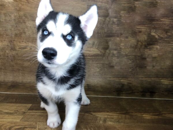 Siberian Husky DOG Male Black White 7550 Petland Athens, OH