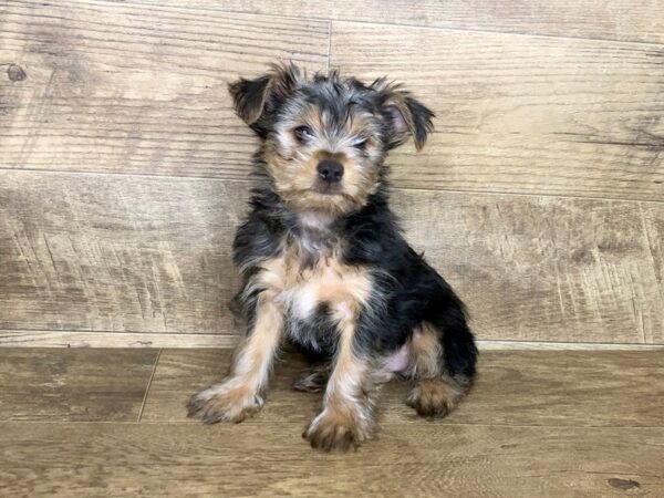 Yorkshire Terrier DOG Male BLK TAN 7545 Petland Athens, OH