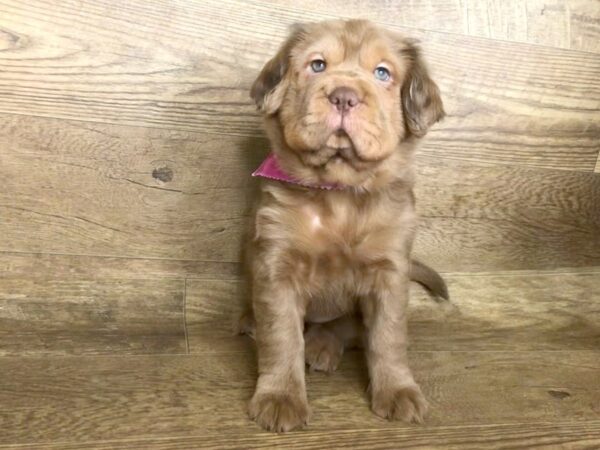 Mini Hippo-DOG-Female-CHOC MERLE-7552-Petland Athens, OH