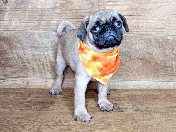 Pug-DOG-Male-Fawn-7568-Petland Athens, OH