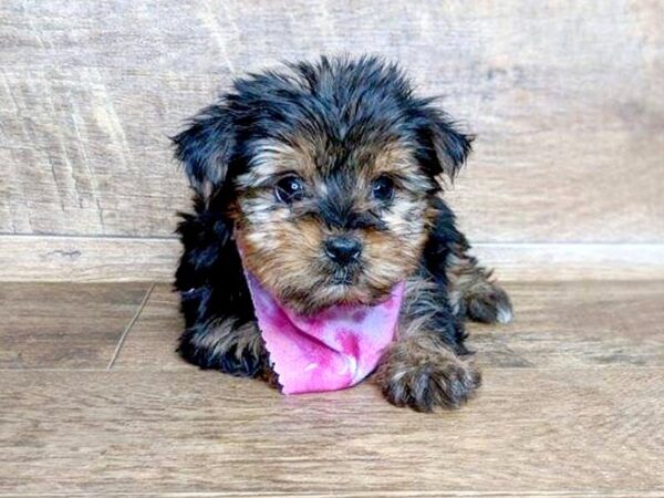 Yorkshire Terrier DOG Female BLK TAN 7567 Petland Athens, OH