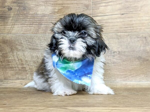 Shih Tzu DOG Male brown white 7566 Petland Athens, OH