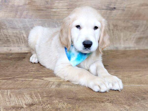 Golden Retriever DOG Male Light Golden 7565 Petland Athens, OH