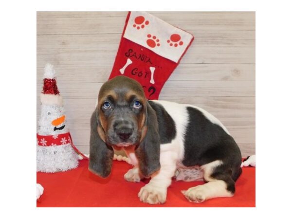 Basset Hound DOG Male Blue White / Tan 7570 Petland Athens, OH