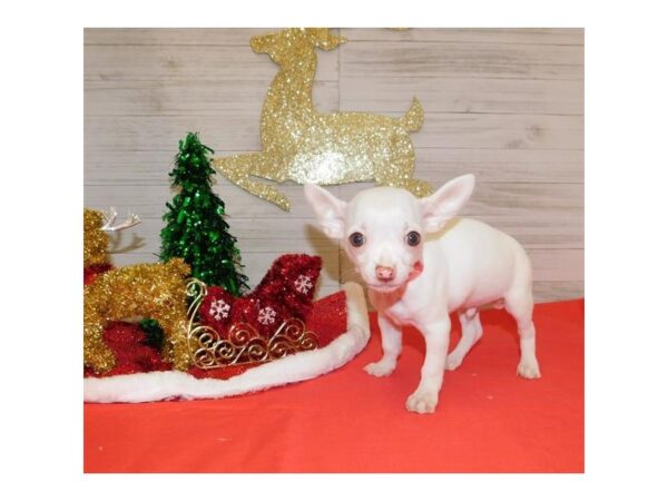 Chihuahua DOG Male Cream 7571 Petland Athens, OH