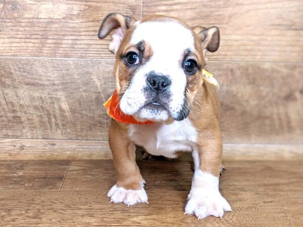 Bulldog DOG Male Red 7569 Petland Athens, OH