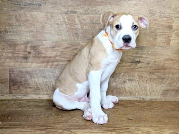 American Bulldog-DOG-Male-fn & wh-7574-Petland Athens, OH