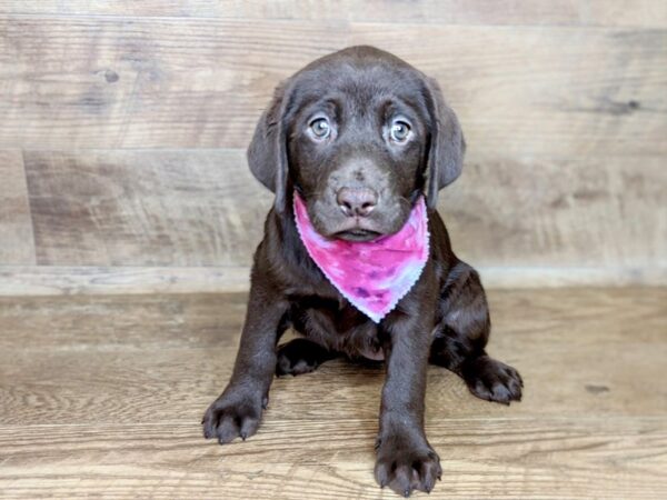 Labrador Retriever DOG Female Chocolate 7572 Petland Athens, OH