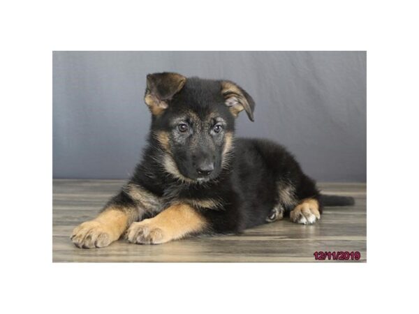 German Shepherd Dog-DOG-Female-Black / Tan-7584-Petland Athens, OH