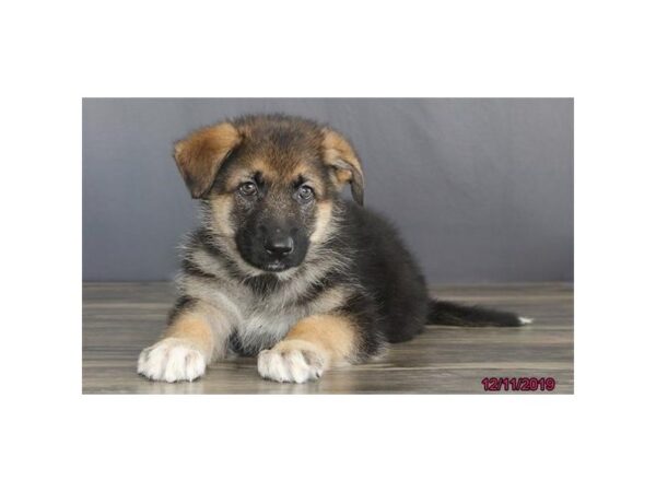 German Shepherd Dog DOG Male Black / Tan 7585 Petland Athens, OH