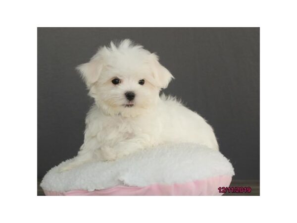 Maltese DOG Male White 7586 Petland Athens, OH