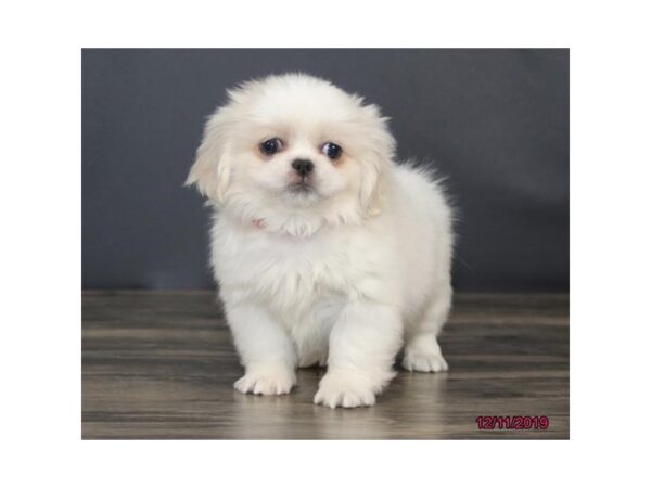 Pekingese DOG Female Cream 7587 Petland Athens, OH