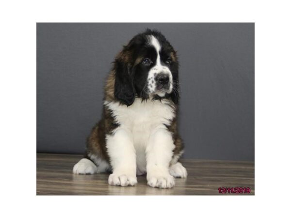 Saint Bernard DOG Female 7588 Petland Athens, OH