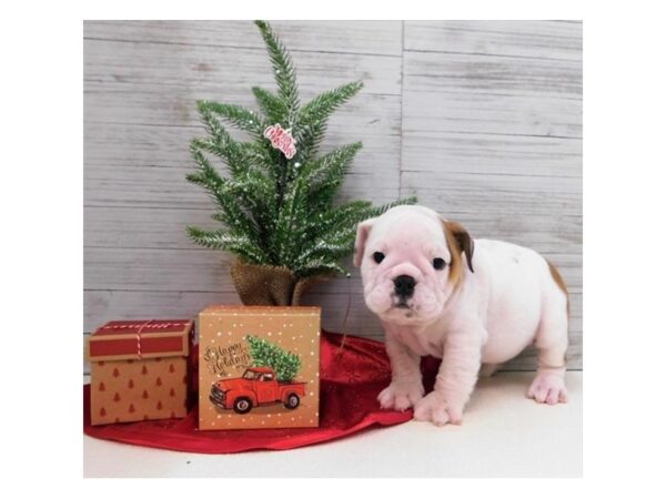 Bulldog DOG Female White 7579 Petland Athens, OH