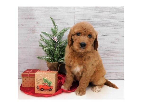 Goldendoodle DOG Female Dark Golden 7582 Petland Athens, OH