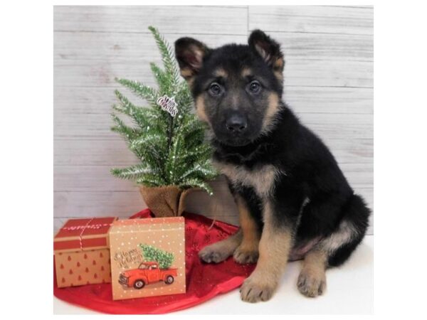 German Shepherd Dog DOG Male Black / Tan 7581 Petland Athens, OH