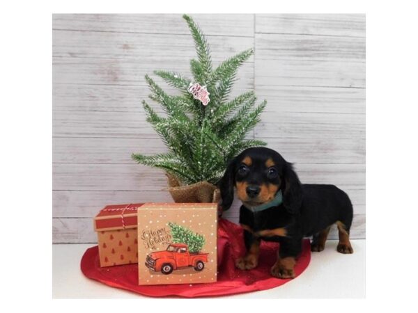 Dachshund-DOG-Male-Black / Tan-7580-Petland Athens, OH