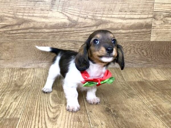 Dachshund DOG Female TRI 7578 Petland Athens, OH