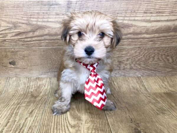 Morkie DOG Male BEIGE 7577 Petland Athens, OH