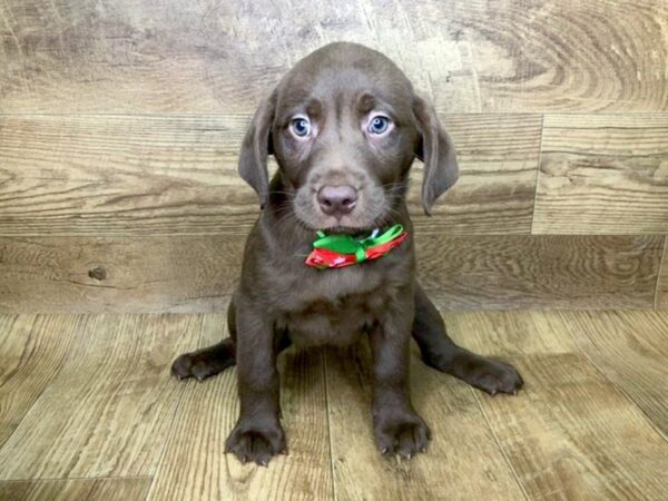 Labrador Retriever DOG Female Chocolate 7576 Petland Athens, OH