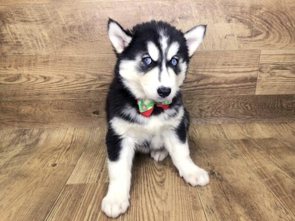 Siberian Husky DOG Female Black White 7575 Petland Athens, OH