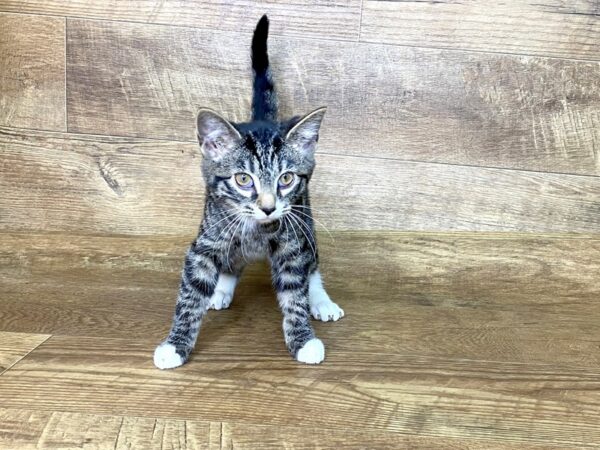 American Shorthair-CAT-Female-Tabby-7592-Petland Athens, OH