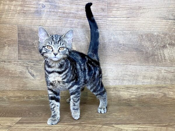 American Shorthair-CAT-Male-tabby-7591-Petland Athens, OH