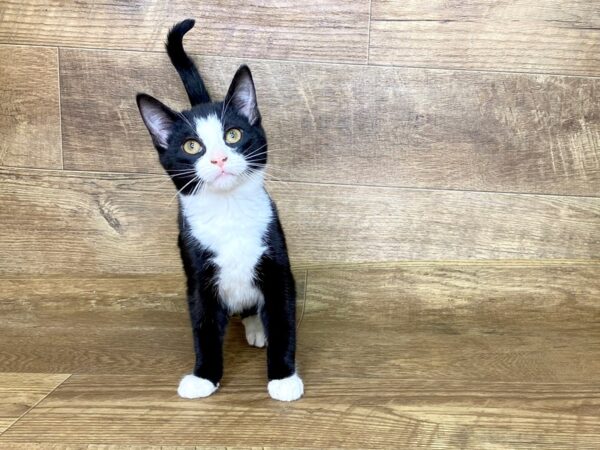 American Shorthair-CAT-Male-Black and white-7590-Petland Athens, OH