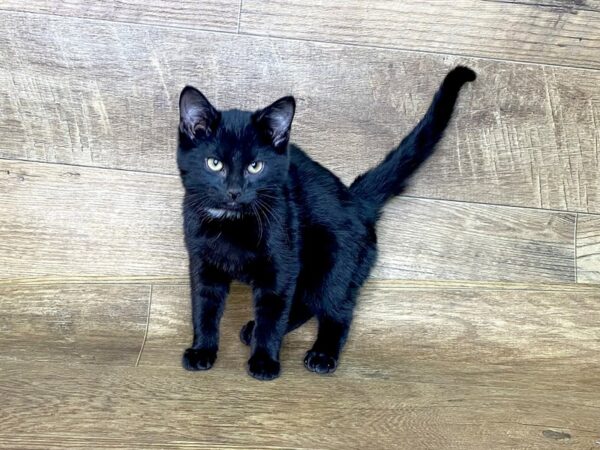 American Shorthair CAT Male Black 7589 Petland Athens, OH