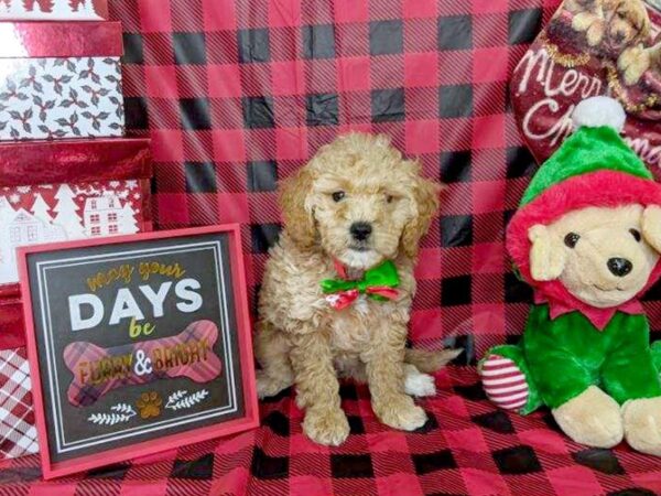 Cockadoodle-DOG-Female-RED WHITE-7597-Petland Athens, OH