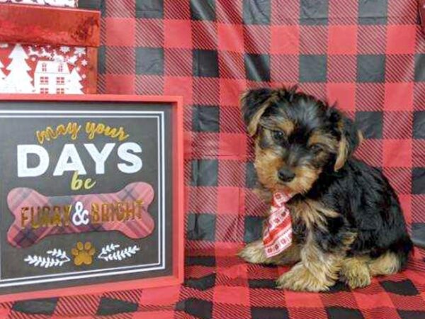 Yorkshire Terrier-DOG-Male-BLK TAN-7596-Petland Athens, OH