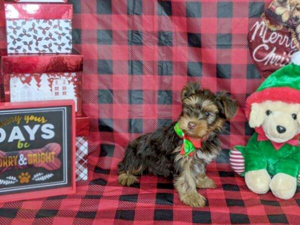 Yorkshire Terrier DOG Female Choc Tan 7595 Petland Athens, OH