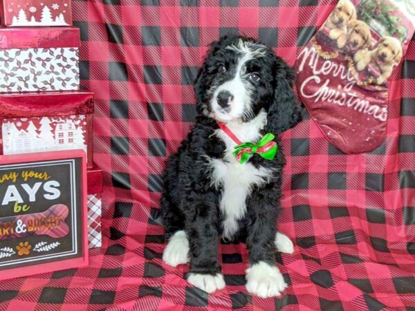 Bernadoodle-DOG-Female-Black & White-7594-Petland Athens, OH